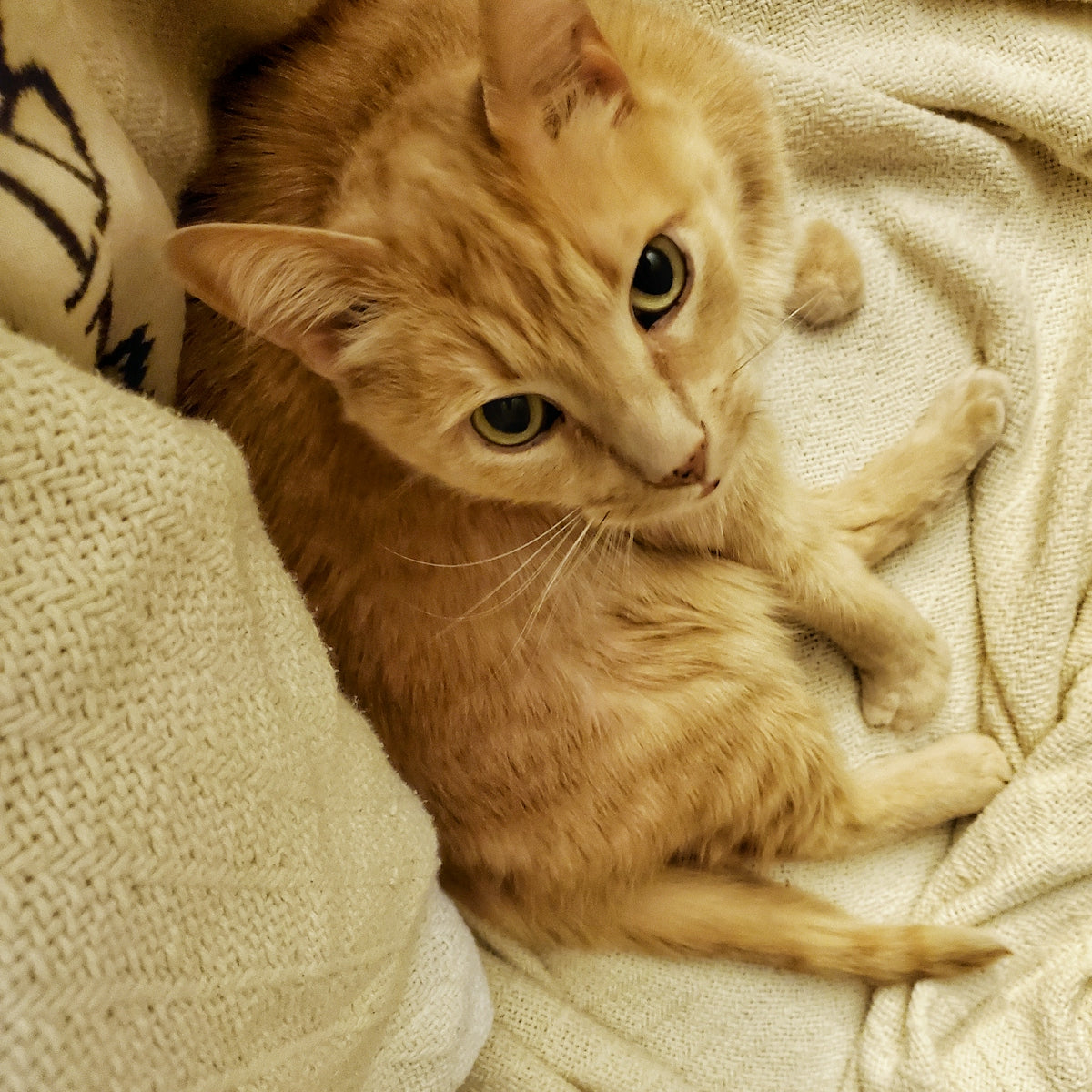 a cat lying on a bed