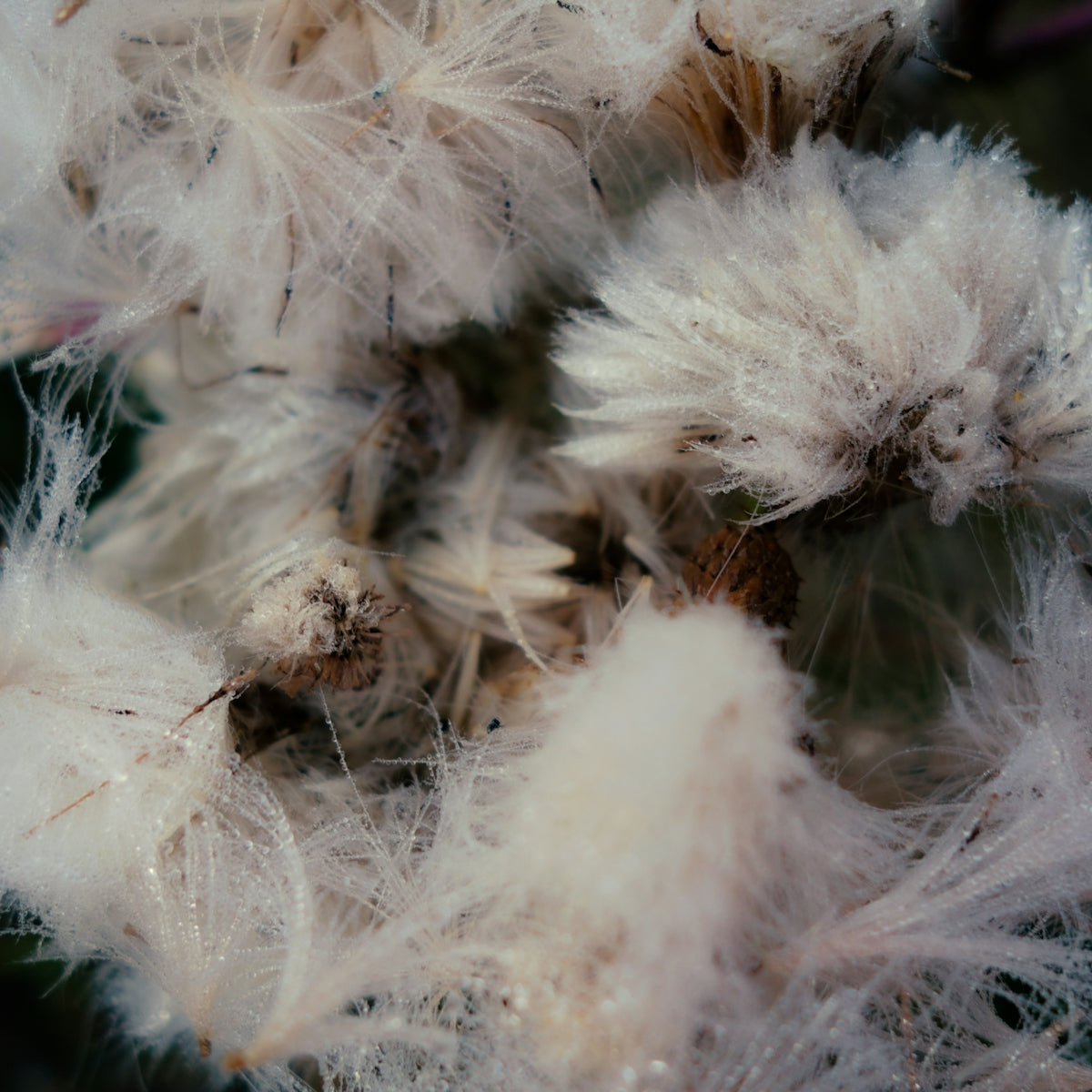a close up of a bunch of white flowers