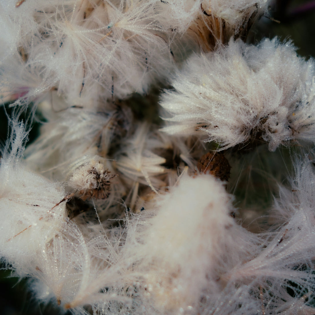 a close up of a bunch of white flowers