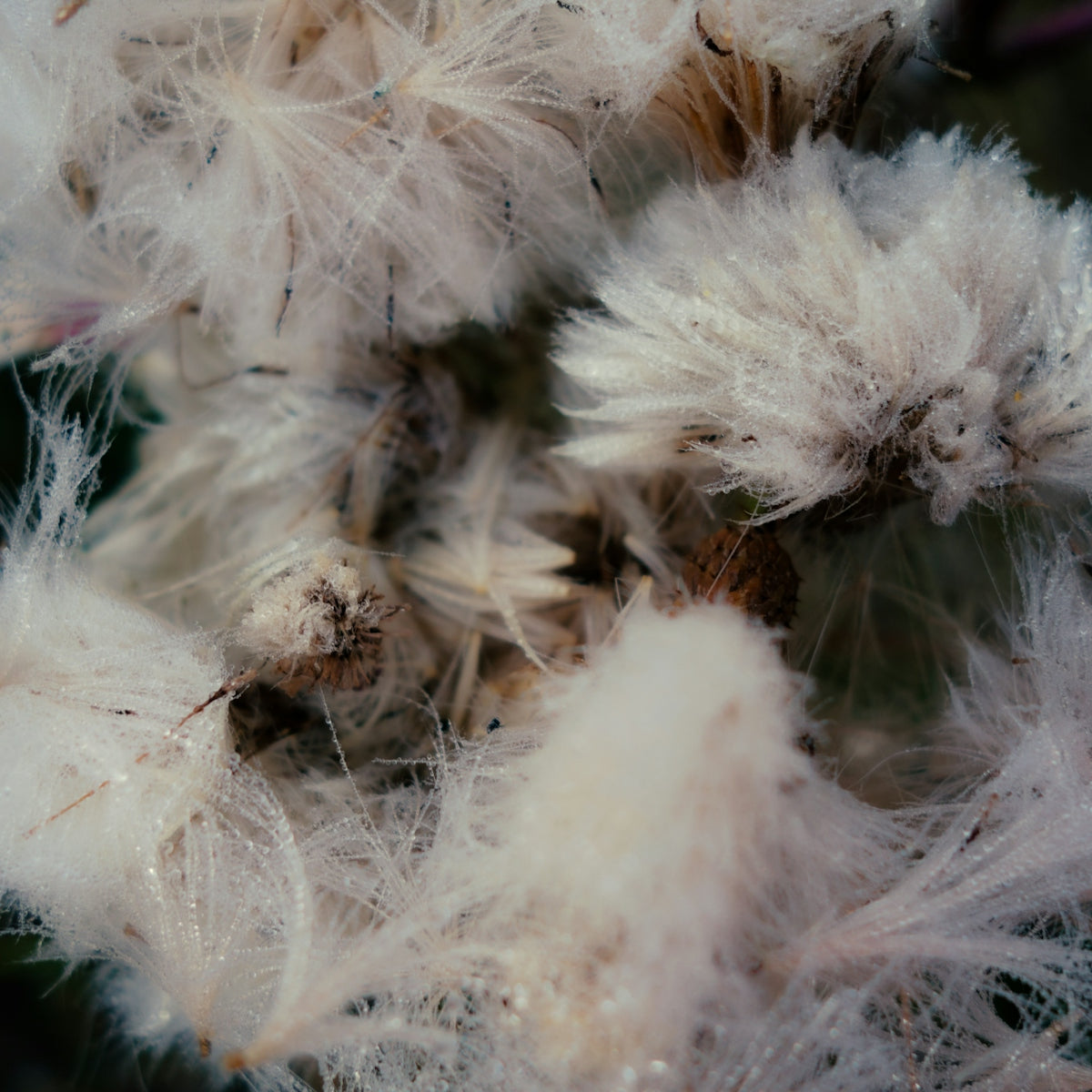 a close up of a bunch of white flowers