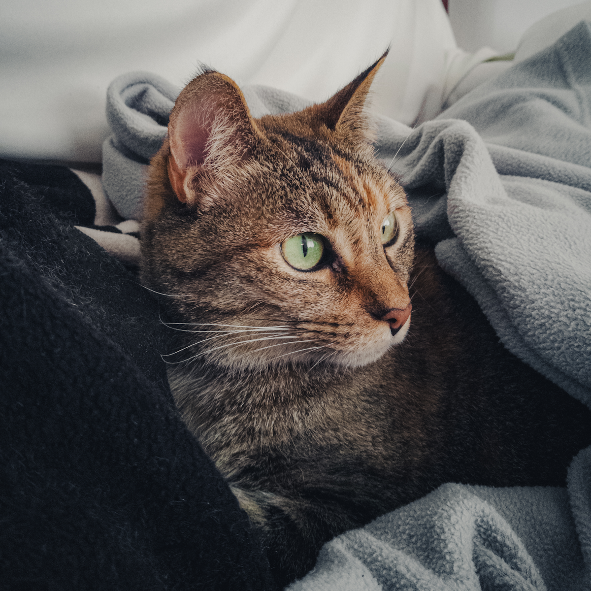 A cat laying on top of a bed covered in blankets