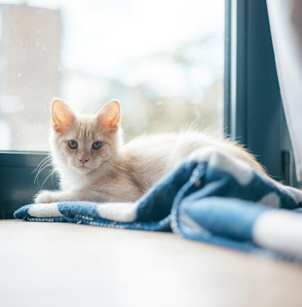 A light orange kitten rests on a blue blanket.